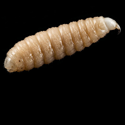 Screwworm & Wildlife
